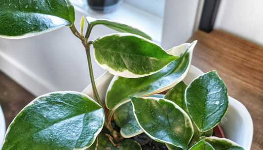 Everything you need to know about Hoyas: A complete care guide