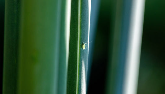 Don’t let pests bug your plants. Prevention and removal tips.