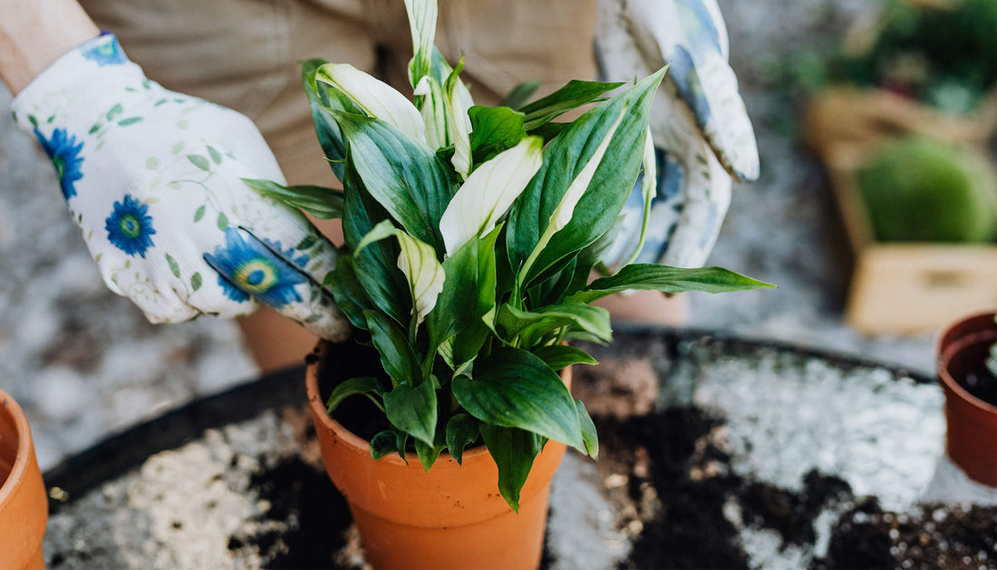 A leafy, potted plant being tended to by its owner