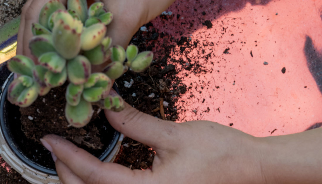 What does NPK stand for and what does it mean for my plants?