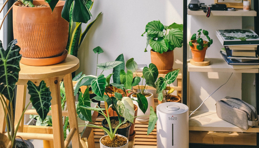 Houseplants in a room