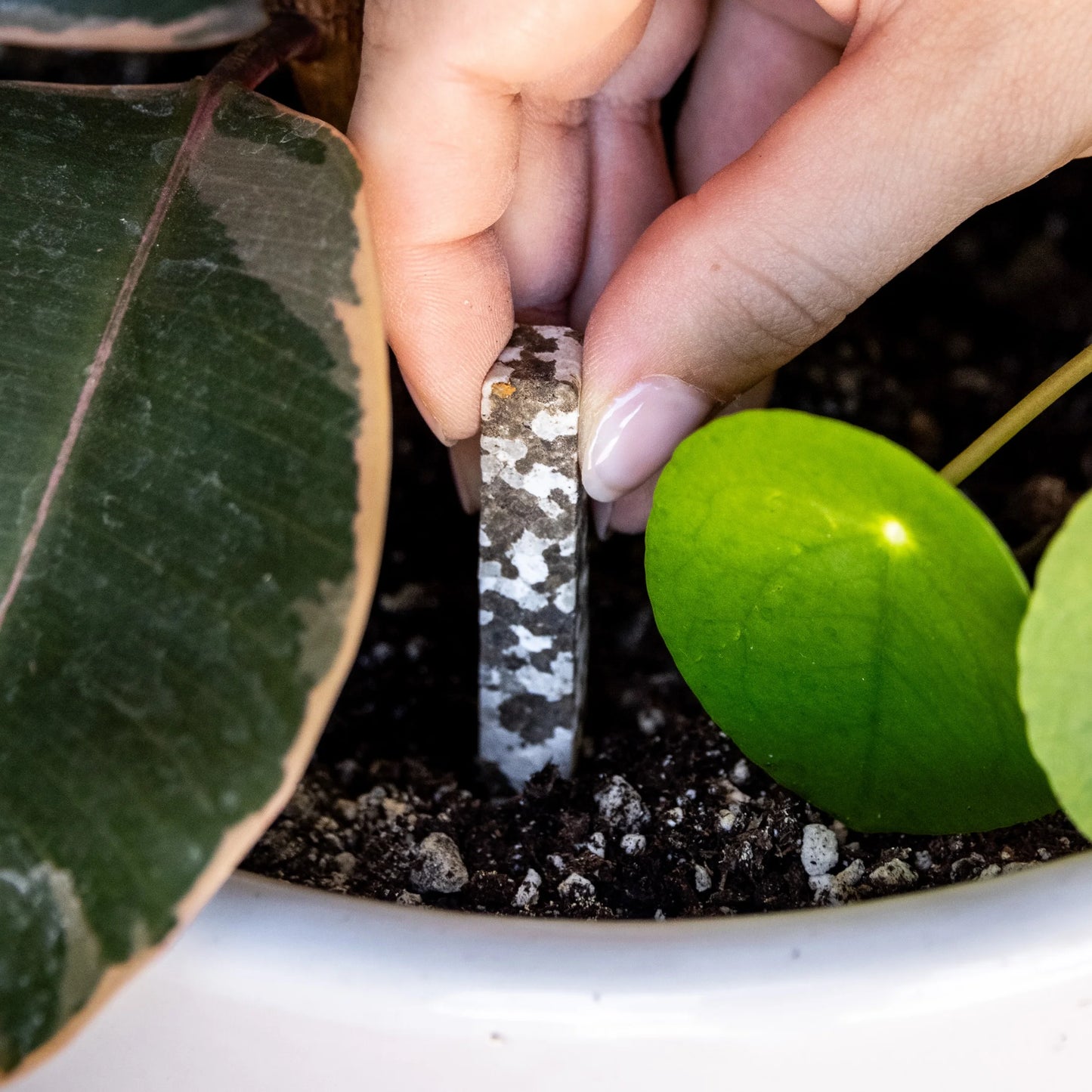 PlantKiss Indoor Plant Food