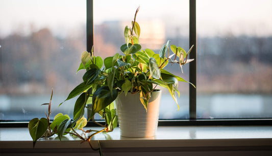A healthy green plant sitting on a sunny window sill